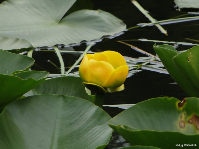 Indian Pond Lily/Nuphar polysepalum